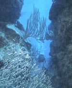 Photo of diver underwater with plant life. (Ivy Kelley, Florida Keys National Marine Sanctuary)